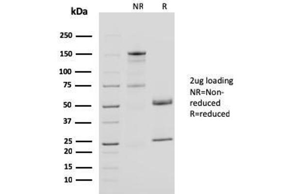 anti-CD40 Ligand (CD40LG) (AA 108-261) antibody