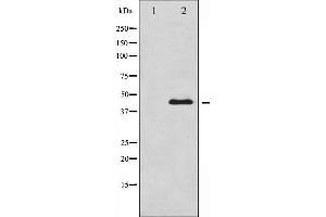 Image no. 6 for anti-GATA Binding Protein 4 (GATA4) (pSer105) antibody (ABIN6256094)
