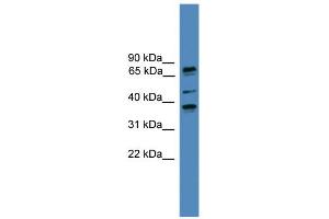 BBS5 antibody  (N-Term)