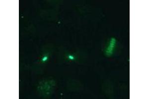 Image no. 2 for anti-Cell Division Cycle Associated 8 (CDCA8) (AA 1-280), (N-Term) antibody (ABIN1449290)