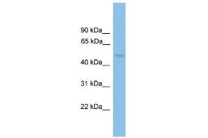 Image no. 1 for anti-DEAD (Asp-Glu-Ala-Asp) Box Polypeptide 6 (DDX6) (N-Term) antibody (ABIN927634)