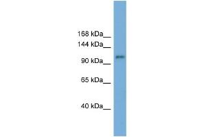 HERC6 antibody  (N-Term)