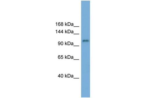 HERC6 antibody  (N-Term)