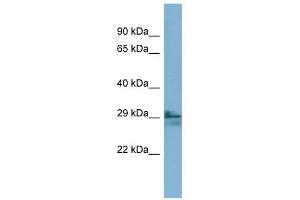 Image no. 1 for anti-Lens Intrinsic Membrane Protein 2, 19kDa (LIM2) (N-Term) antibody (ABIN635747)