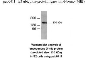 Image no. 1 for anti-Mindbomb E3 Ubiquitin Protein Ligase 1 (MIB1) (N-Term) antibody (ABIN347485)