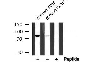 Image no. 3 for anti-A Kinase (PRKA) Anchor Protein 8 (AKAP8) (Internal Region) antibody (ABIN6259857)