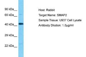 Image no. 1 for anti-Small ArfGAP2 (SMAP2) (N-Term) antibody (ABIN2790445)
