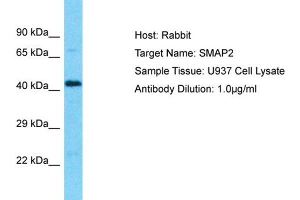 anti-Small ArfGAP2 (SMAP2) (N-Term) antibody