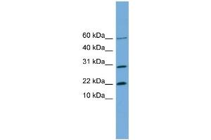 Image no. 1 for anti-Proline Rich 13 (PRR13) (N-Term) antibody (ABIN2787137)