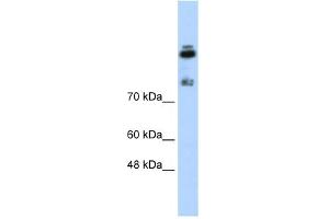 Image no. 1 for anti-High Density Lipoprotein Binding Protein (HDLBP) (N-Term) antibody (ABIN2778933)