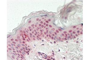 Image no. 1 for anti-Myeloid/lymphoid Or Mixed-Lineage Leukemia 2 (MLL2) (AA 1487-1587) antibody (ABIN2611795)