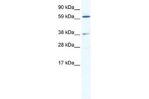 Image no. 1 for anti-ALX Homeobox 3 (ALX3) (N-Term) antibody (ABIN925883)