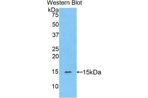 Image no. 1 for anti-Peroxisome Proliferator-Activated Receptor delta (PPARD) (AA 29-147) antibody (ABIN1175443)