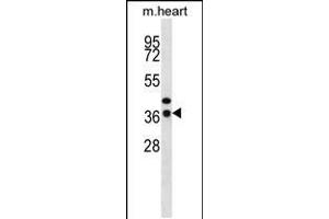Image no. 1 for anti-CCAAT/enhancer Binding Protein (C/EBP), epsilon (CEBPE) (AA 203-232), (C-Term) antibody (ABIN5532851)