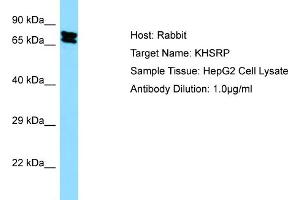 Image no. 1 for anti-KH-Type Splicing Regulatory Protein (KHSRP) (Middle Region) antibody (ABIN2778858)