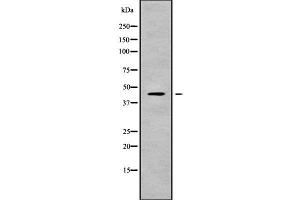Image no. 1 for anti-Potassium Inwardly-Rectifying Channel, Subfamily J, Member 15 (KCNJ15) (C-Term) antibody (ABIN6262751)