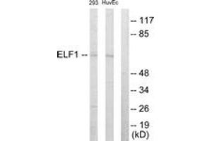 Image no. 1 for anti-E74-Like Factor 1 (Ets Domain Transcription Factor) (ELF1) (AA 537-586) antibody (ABIN1533698)
