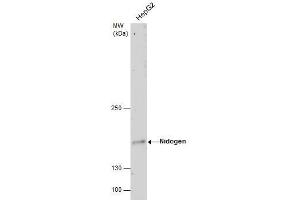 WB Image Nidogen antibody detects Nidogen protein by western blot analysis.