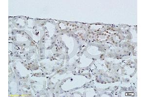 Image no. 2 for anti-Homeobox A10 (HOXA10) (AA 311-410) antibody (ABIN741195)