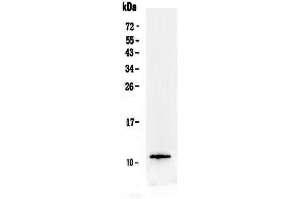 anti-Trefoil Factor 3 (Intestinal) (TFF3) (AA 23-81) antibody