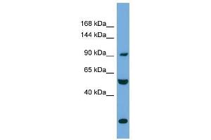 Image no. 1 for anti-Exocyst Complex Component 1 (EXOC1) (N-Term) antibody (ABIN928995)