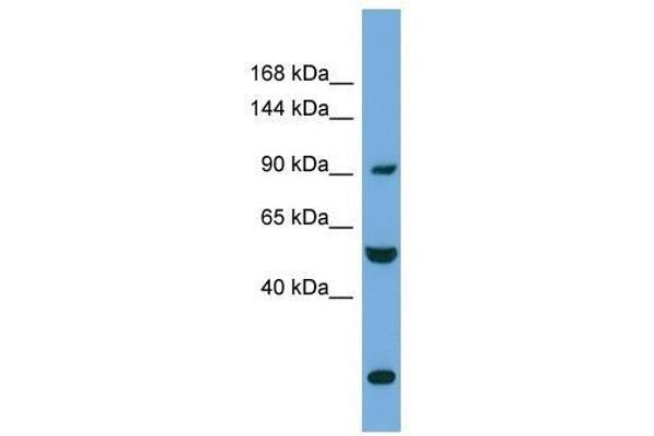 anti-Exocyst Complex Component 1 (EXOC1) (N-Term) antibody