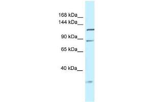 TMEM132D Antikörper  (Middle Region)