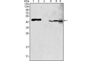 Image no. 2 for anti-Glutamic-Oxaloacetic Transaminase 2, Mitochondrial (Aspartate Aminotransferase 2) (GOT2) antibody (ABIN1724722)
