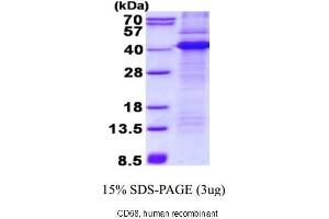 Image no. 1 for CD68 Molecule (CD68) (AA 22-319) protein (His tag) (ABIN1888784)