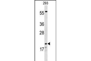 CLDN8 anticorps  (AA 140-166)