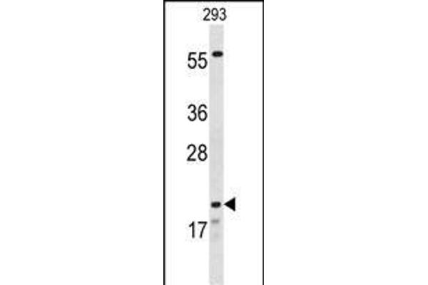 CLDN8 anticorps  (AA 140-166)
