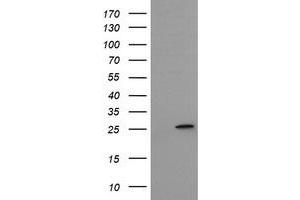 Image no. 2 for anti-Mitochondrial Ribosomal Protein S34 (MRPS34) antibody (ABIN1499563)