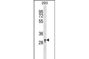 PEF1 Antibody (Center) (ABIN1538704 and ABIN2848970) western blot analysis in 293 cell line lysates (35 μg/lane).