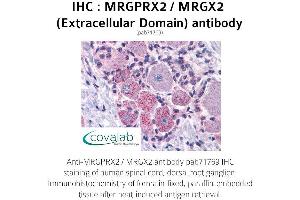 Image no. 1 for anti-G Protein-Coupled Receptor MRGX2 (MRGPRX2) (2nd Extracellular Domain) antibody (ABIN1737073)