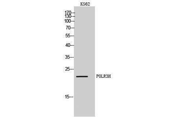 POLR3H antibody  (C-Term)