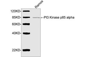 Image no. 1 for anti-Phosphoinositide 3 Kinase, p85 alpha (PI3K p85a) (AA 600-650) antibody (ABIN2017599)