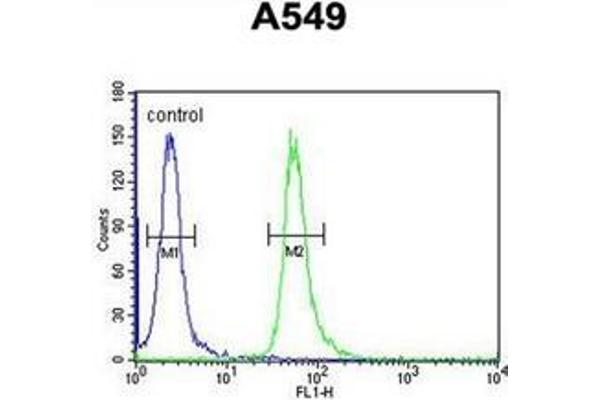 anti-Guanine Nucleotide Binding Protein, alpha Transducing 3 (GNAT3) (AA 85-113), (Middle Region) antibody