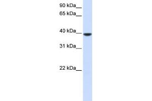 Image no. 1 for anti-1-Acylglycerol-3-Phosphate O-Acyltransferase 5 (Lysophosphatidic Acid Acyltransferase, Epsilon) (AGPAT5) (N-Term) antibody (ABIN1449833)