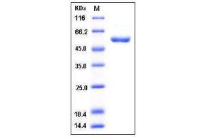 Image no. 1 for Cyclin-Dependent Kinase 1 (CDK1) (AA 1-297) protein (GST tag) (ABIN2003332)
