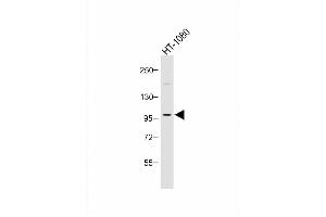 PIK3CD antibody  (C-Term)