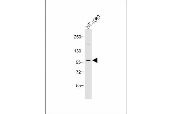 PIK3CD antibody  (C-Term)
