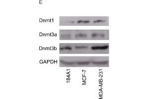 Image no. 69 for anti-Glyceraldehyde-3-Phosphate Dehydrogenase (GAPDH) (Center) antibody (ABIN2857072)