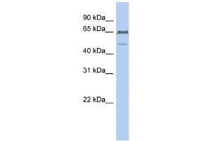 Image no. 1 for anti-DiGeorge Syndrome Chromosome Region-2 (DGS2) (N-Term) antibody (ABIN634763)