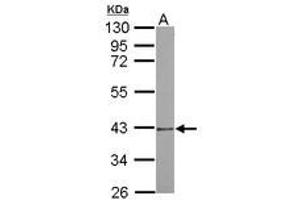 Image no. 1 for anti-Proteasome (Prosome, Macropain) 26S Subunit, Non-ATPase, 7 (PSMD7) (AA 47-324) antibody (ABIN1500489)
