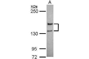Image no. 3 for anti-Glutamate Receptor, Ionotropic, N-Methyl D-Aspartate 2a (GRIN2A) (N-Term) antibody (ABIN2855656)