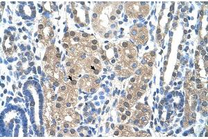 Image no. 2 for anti-Granzyme H (Cathepsin G-Like 2, Protein H-CCPX) (GZMH) (N-Term) antibody (ABIN2775539)