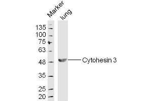 Image no. 1 for anti-Cytohesin 3 (CYTH3) (AA 301-400) antibody (ABIN5675011)