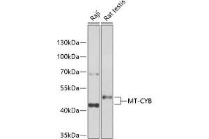 Cytochrome b 抗体  (AA 1-100)