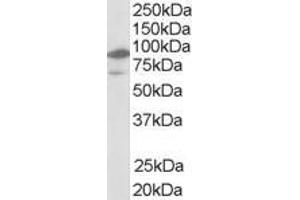 NR1H2 antibody  (N-Term)