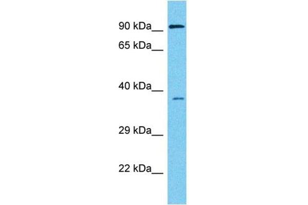 HEY1 Antikörper  (C-Term)